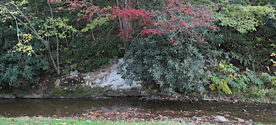 Whitetail Buck drinking from Walnut Creek